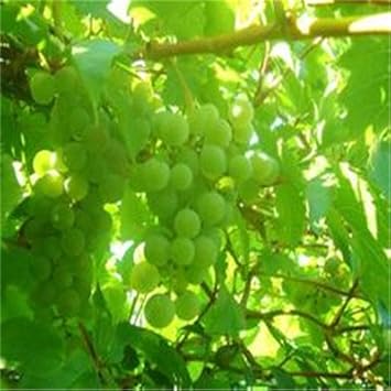 Wild Rosa roxbunghii Fruit Seeds